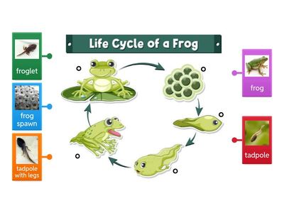 Life Cycle of a Frog