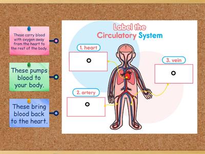 Label the circulatory system