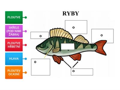 RYBY - STAVBA TĚLA