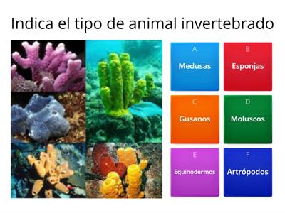 Animales invertebrados