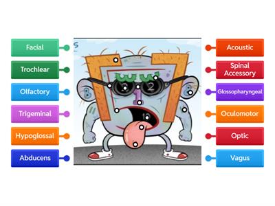 *NEW*Cranial Nerves