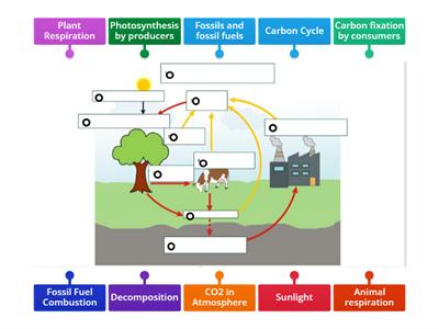 Carbon Cycle