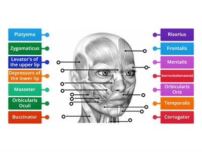 Muscles of the Face