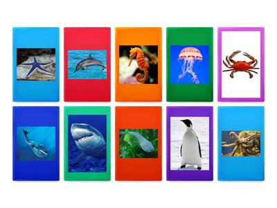 AS3 U6 sea animals