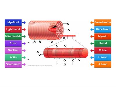 Muscle fibre/sarcomere  labelling