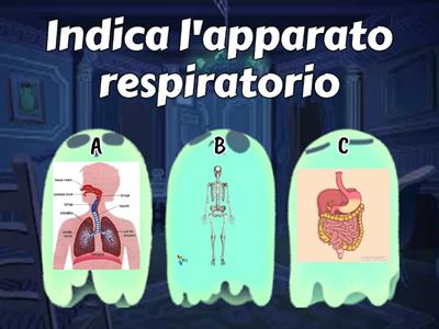 Apparato respiratorio