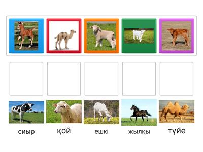 Копия төрт түлік малдың төлдері