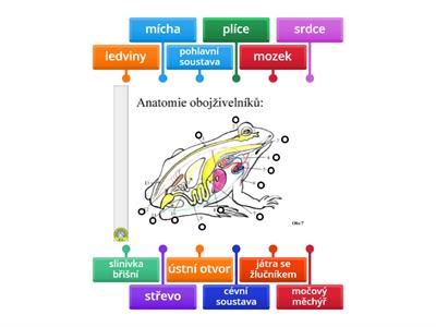 anatomie žáby