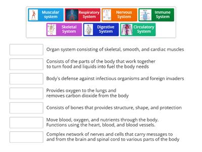 Body Systems