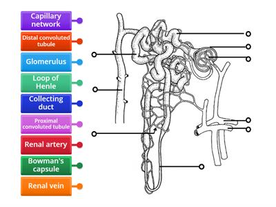 VNSA3-2.9 Nephron