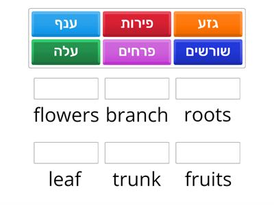 Tu Bishvat Vocab