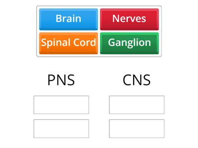 nervous system