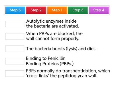 MoA of β-lactam antibiotics