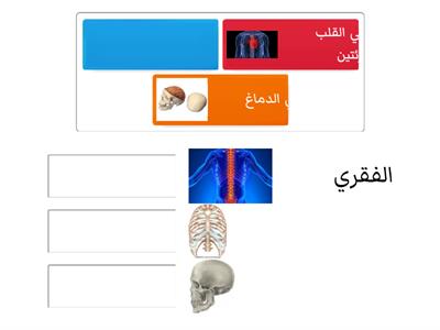 وظائف الهيكل العظمي