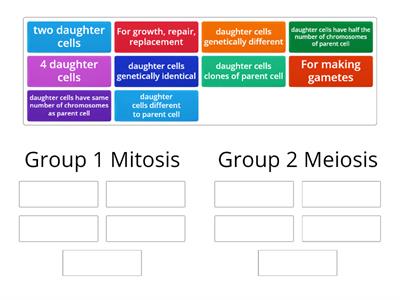 Mitosis Meiosis Group sort