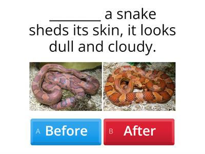 Before and After Snakes