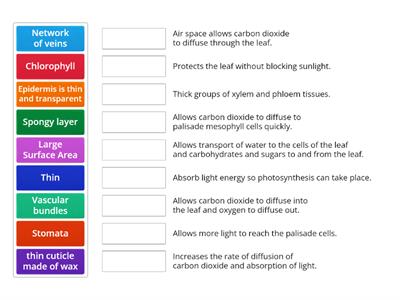 Adaptation of Plant Leaves