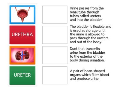 URINARY SYSTEM