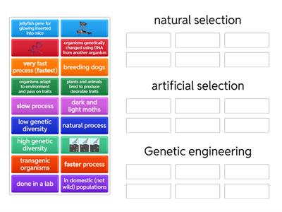 Sort Natural selection, artificial selection, and genetic engineering