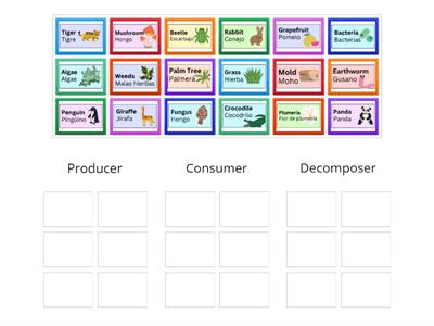 Producer, Consumer, or Decomposer?