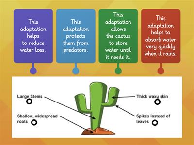 Cactus Adaptation