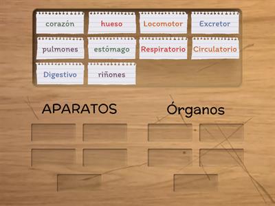 EL CUERPO HUMANO. Clasificación