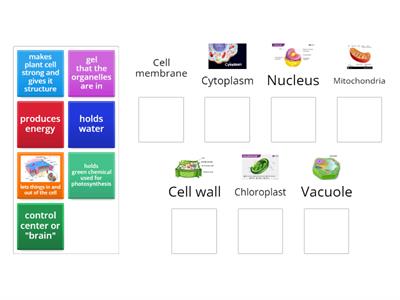 Function of Cell Parts