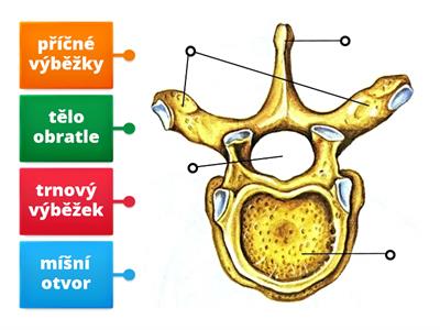 Př-9 HRUDNÍ OBRATEL (popis)