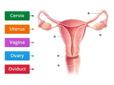 Female Reproductive System 