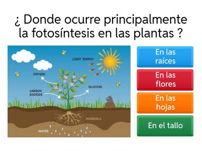 El proceso de la fotosintesis en las plantas 
