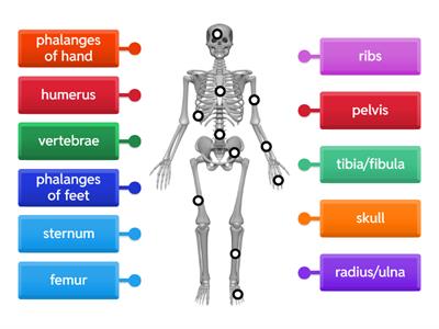 Forensics Skeleton-Bones to know!