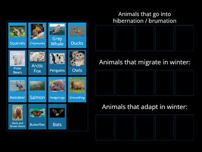 Animals in the Winter - Hibernate ? Migrate? Adapt? 