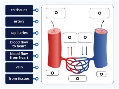 Blood vessels