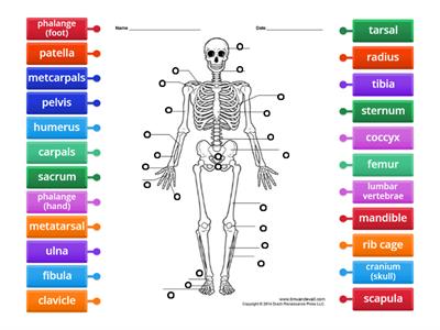 Skeletal System