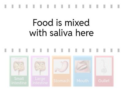 Digestive System grade 6 