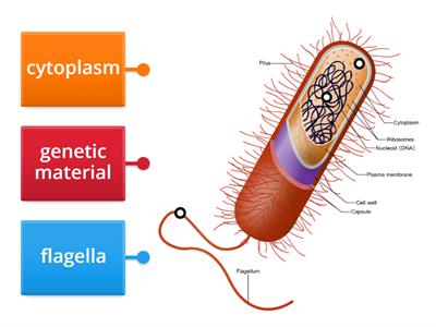 label the diagram for bacteria