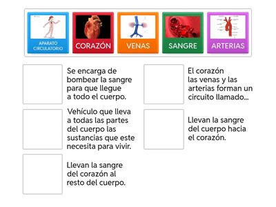 SISTEMA CIRCULATORIO