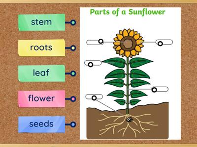 Sci T2 W1 L2 parts of a sunflower