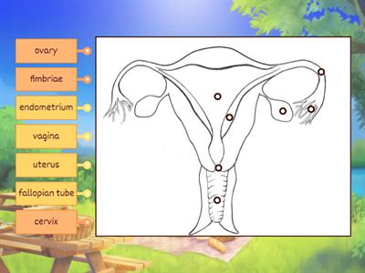 Female Reproductive System
