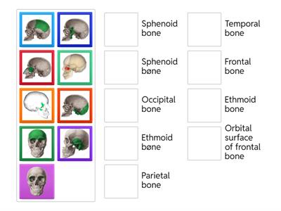 cranial bones