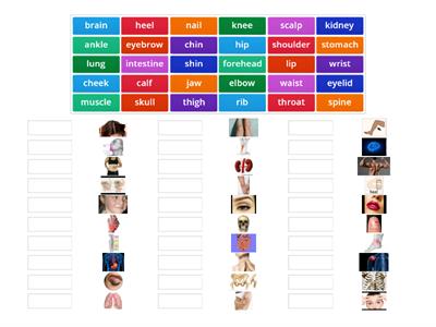 Parts of the Body (Solutions Intermediate 3d edition)