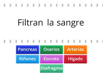 Órganos del cuerpo humano