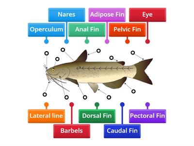 External Anatomy of Finfish