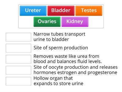 Urogenital System Structure & Function