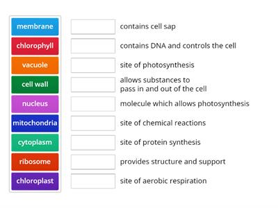 cell structure functions