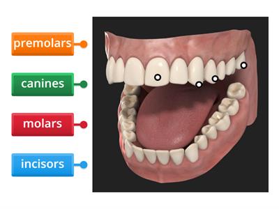 Types of teeth 