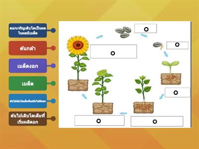 วัฏจักรชีวิตพืชดอก ป.2  by คุณครูสุวิมล วรรณสิงห์