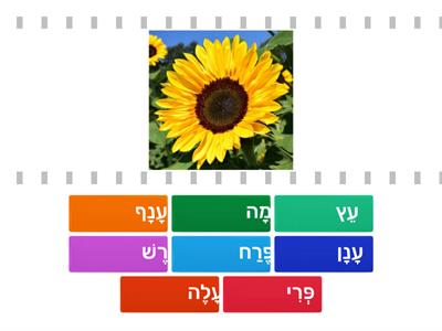 Tu Bishvat 