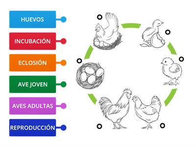 CICLO DE VIDA DE LAS AVES