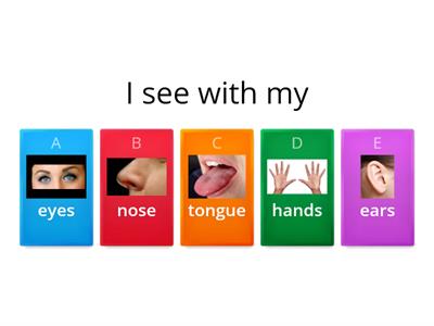 My 5 Senses